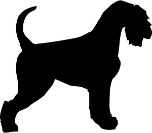 Giant Schnauzer