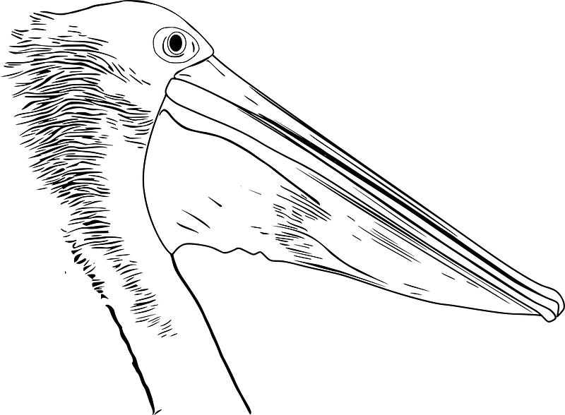 Pelican