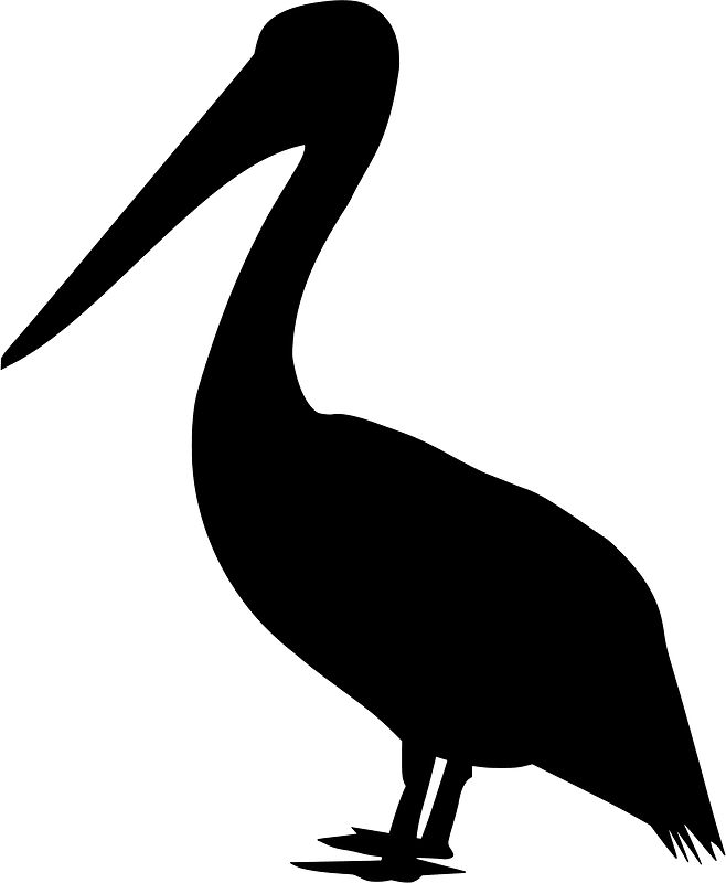 Pelican