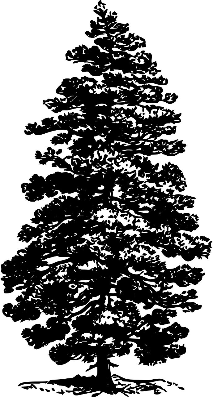 Pine