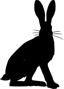 Hispid hare