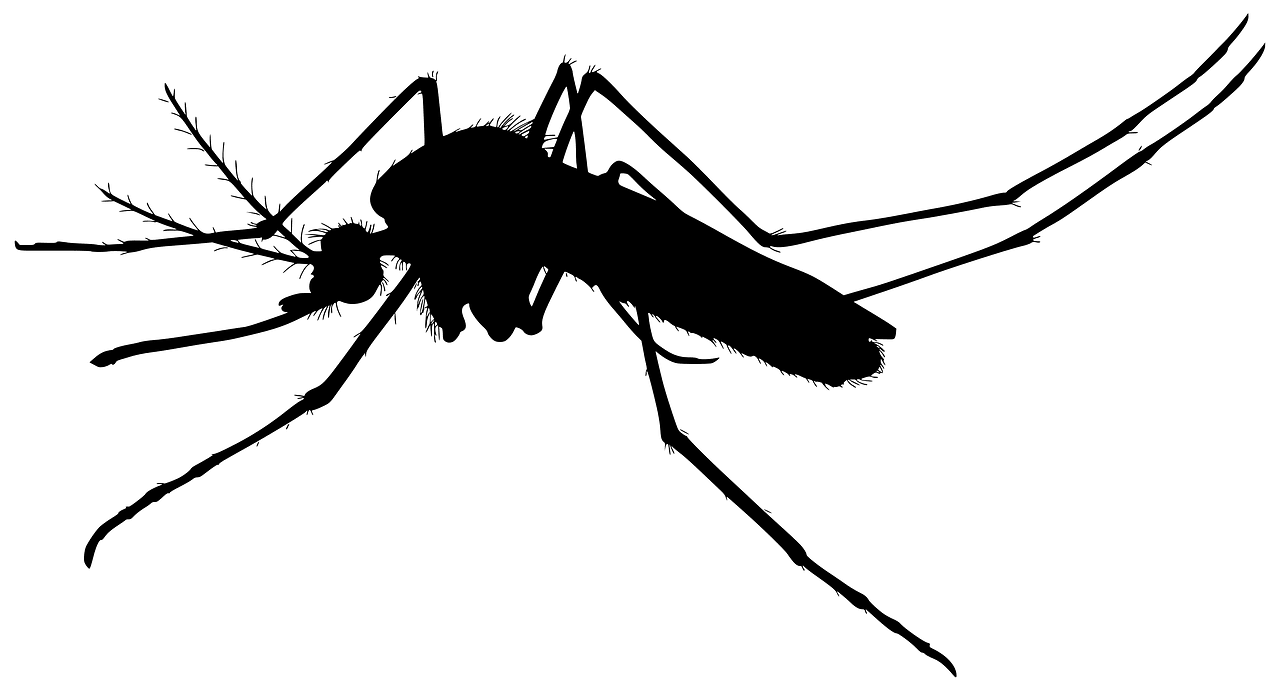 Mosquito