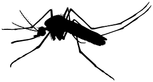 Mosquito