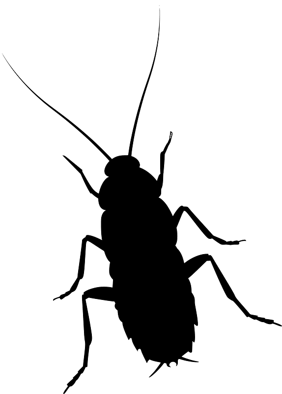 Cockroach