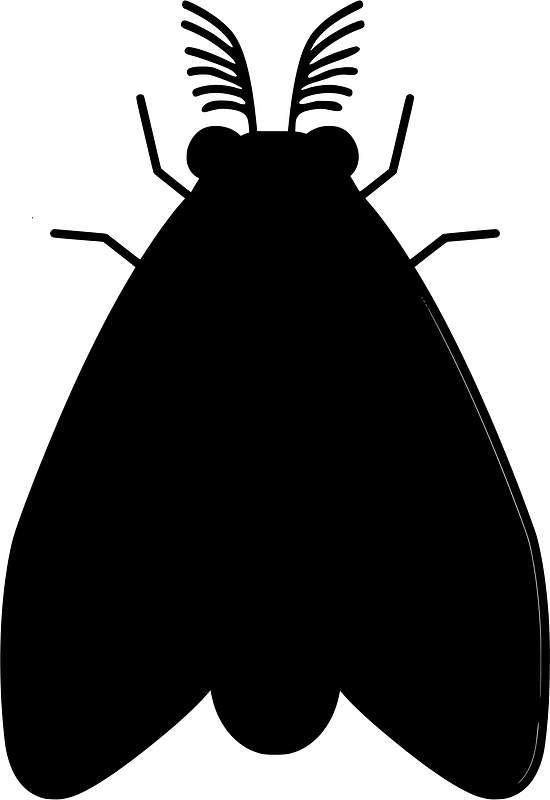 Ngengat