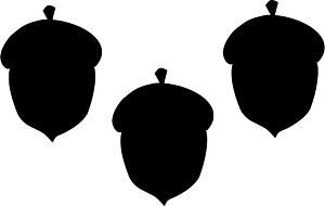 Acorn