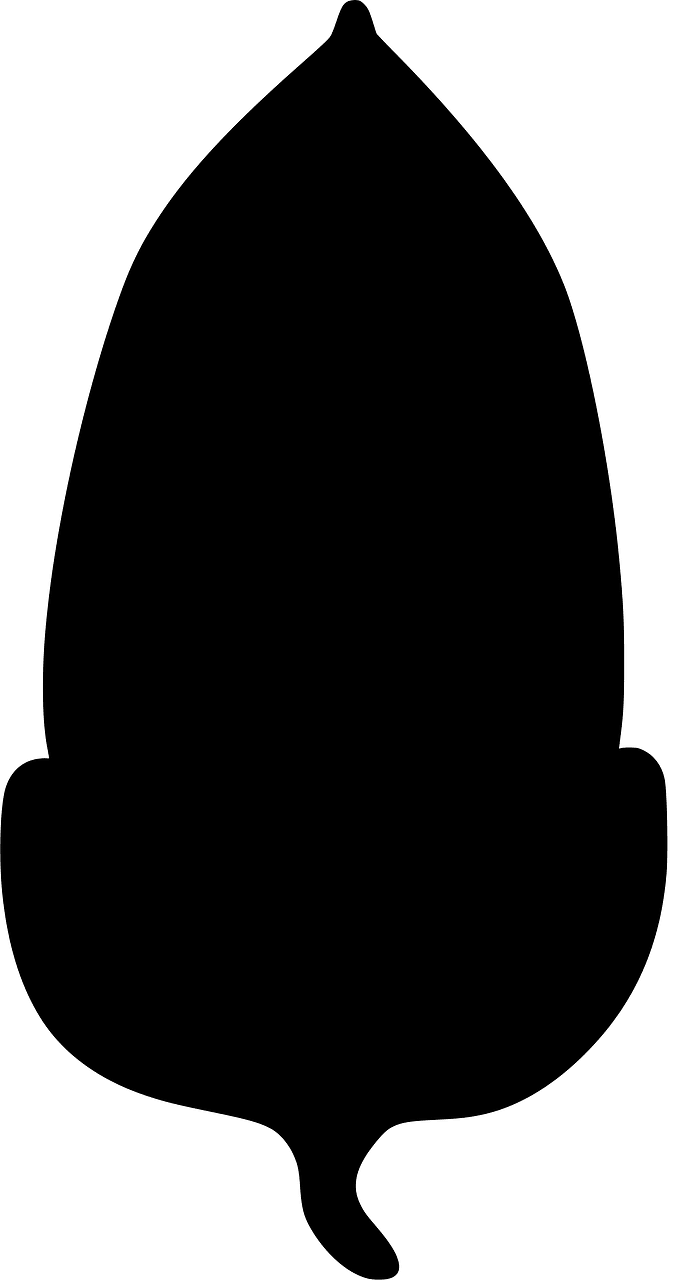Acorn