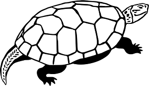 Turtle 