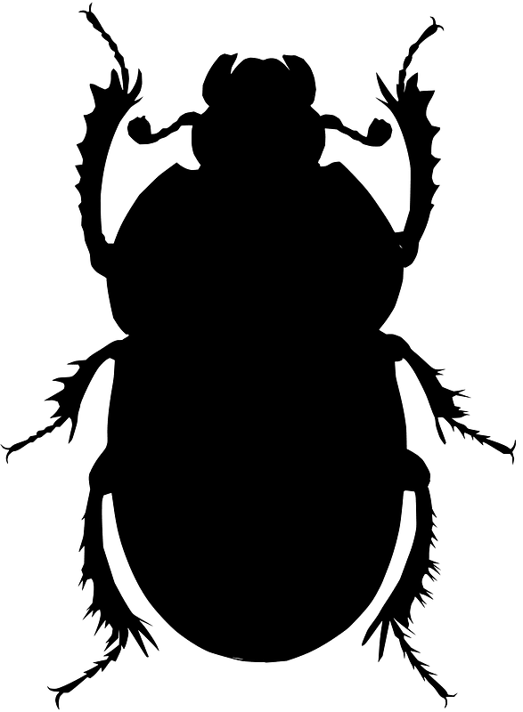 Scarabe