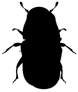 Pine Beetle