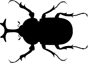 Japanese Rhinoceros Beetle