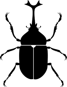 Japanese Rhinoceros Beetle