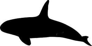 Orca whale