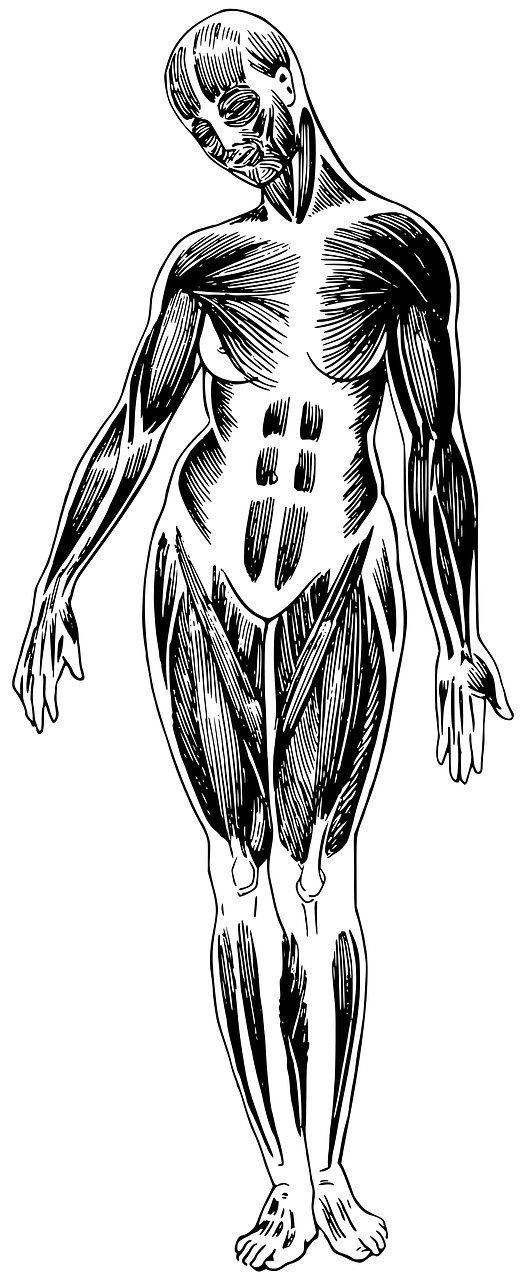 Female Musculature 
