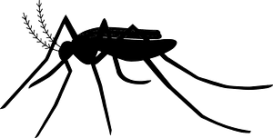 Mosquito