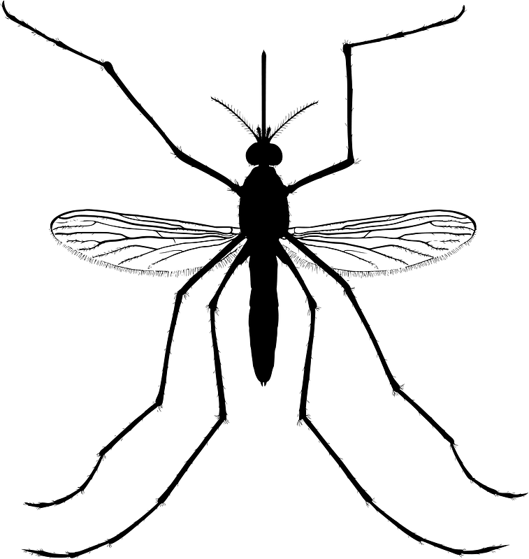 Mosquito