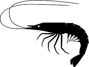 Shrimp