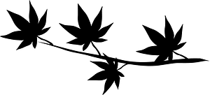 Maple