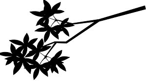 Maple