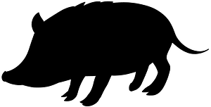 Wild boar