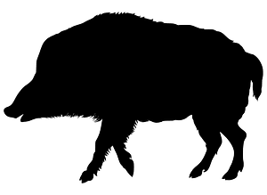 Wild boar