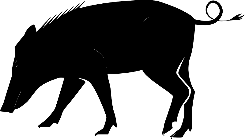 Boar
