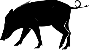 Boar