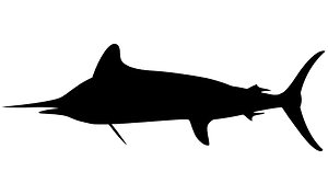 Atlantic Marlin