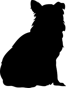 Collie
