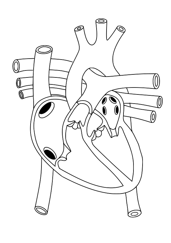 Heart