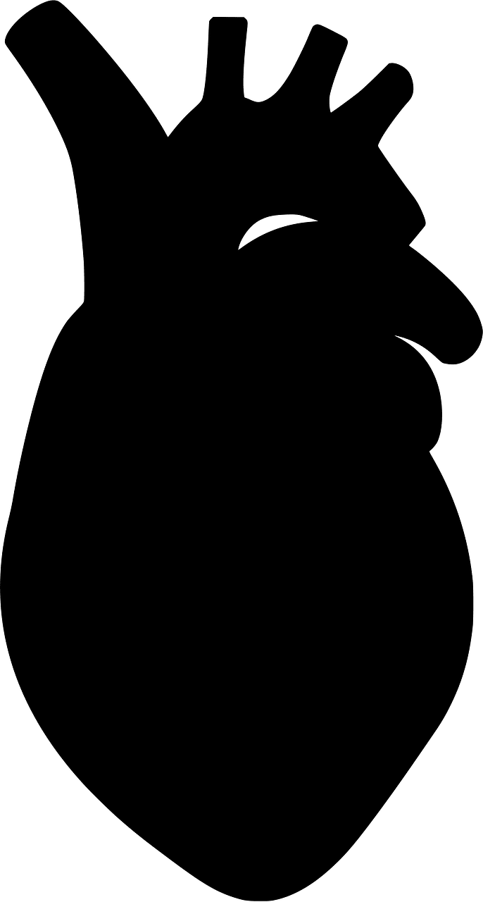 Human heart