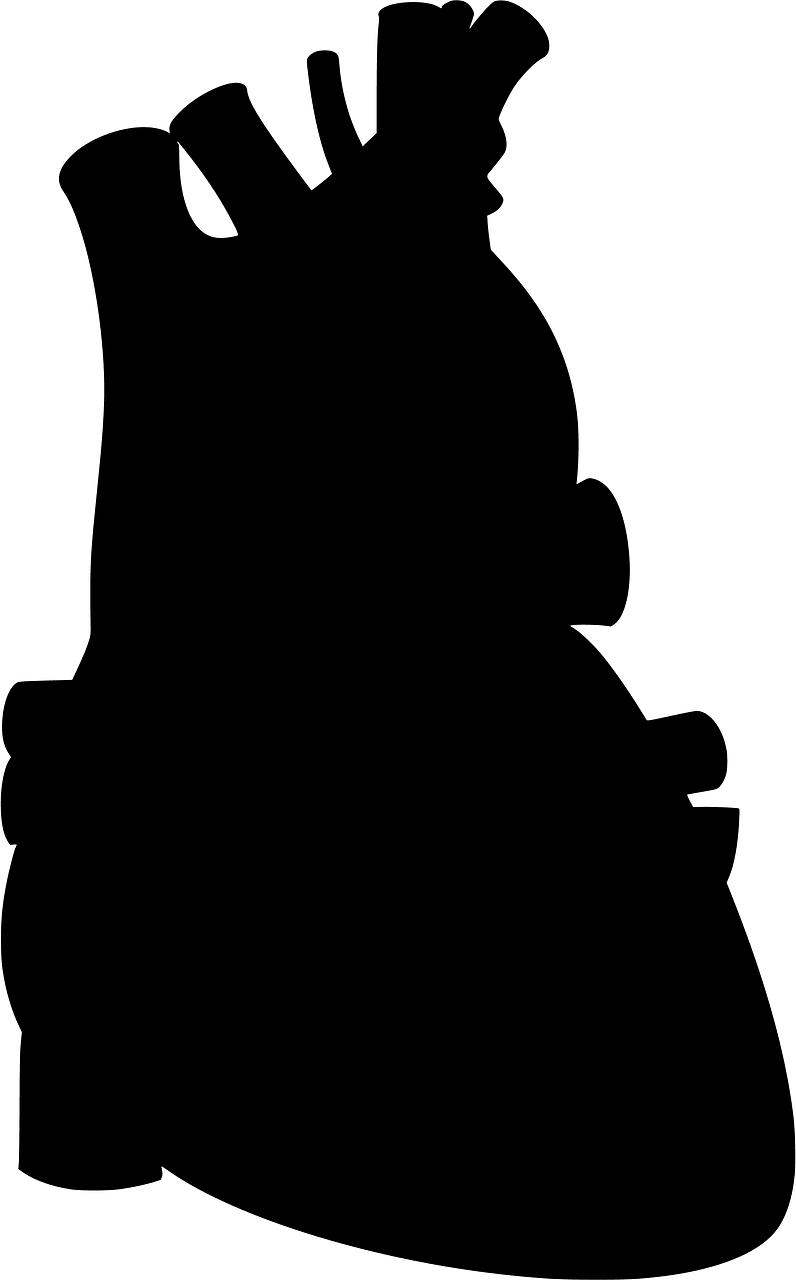 Human Heart