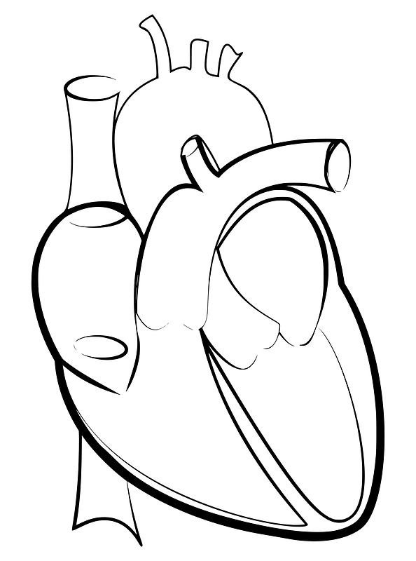 Heart Diagram 