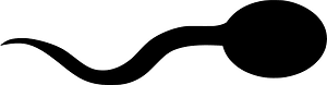Sperm