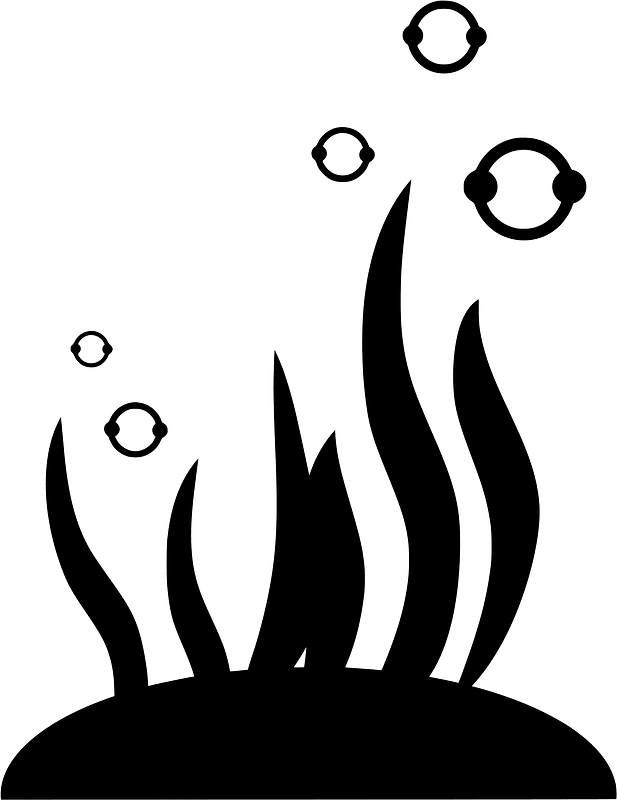 Algae