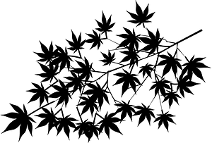 Maple