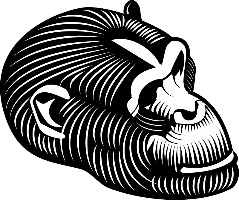 Chimpanzee head