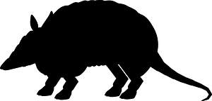 Armadillo