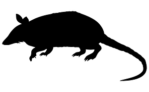 Nine-banded Armadillo