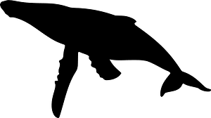 Whale