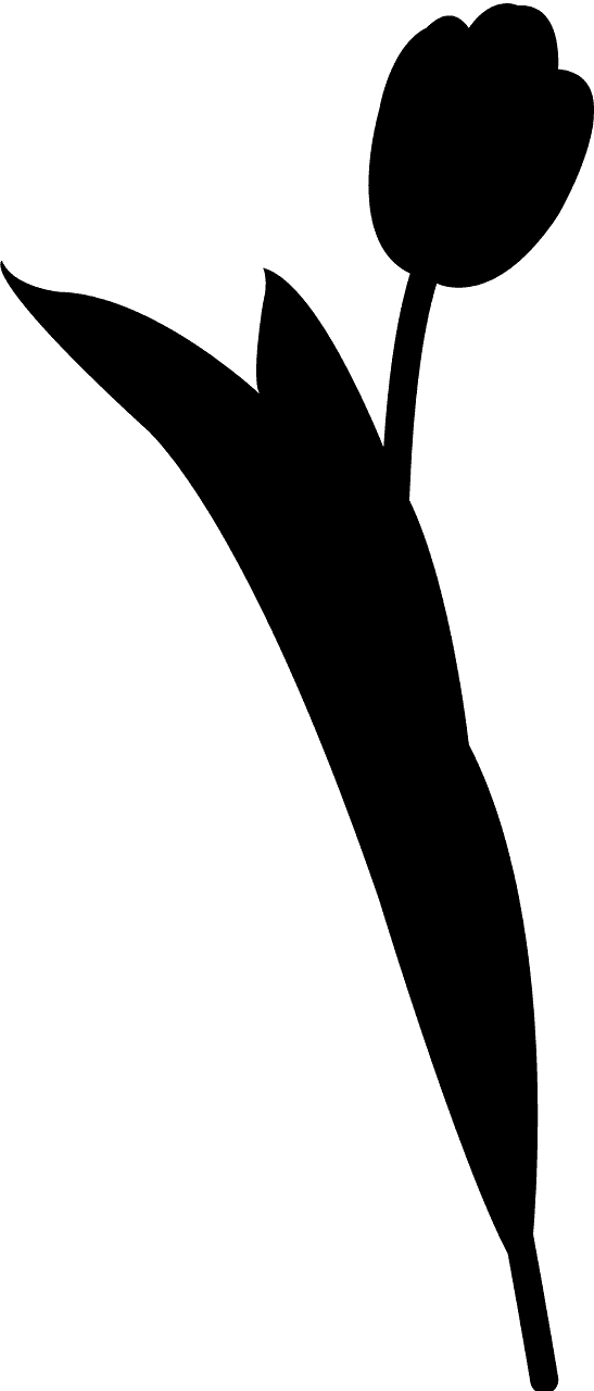 郁金香花