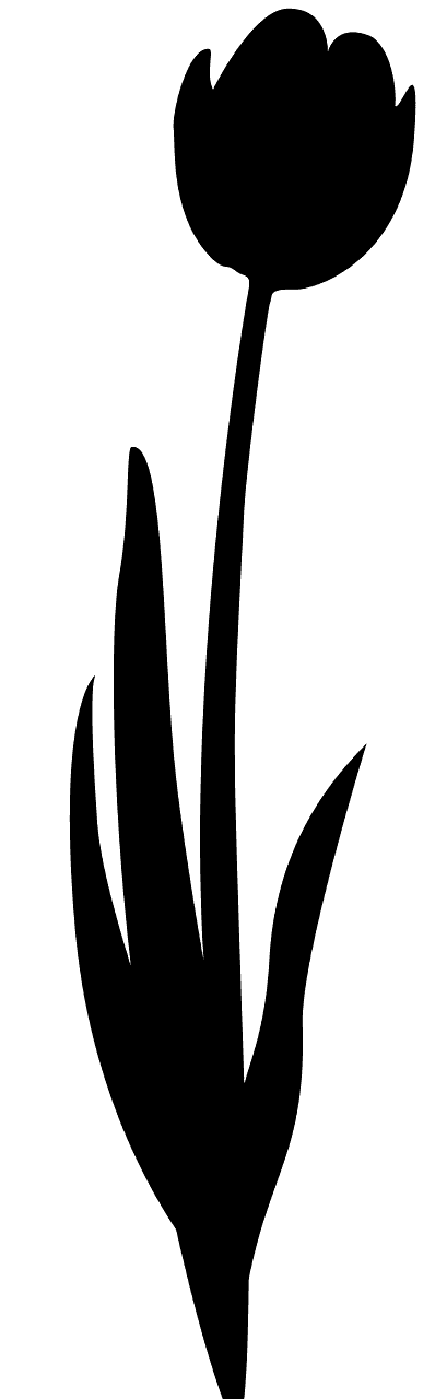 郁金香