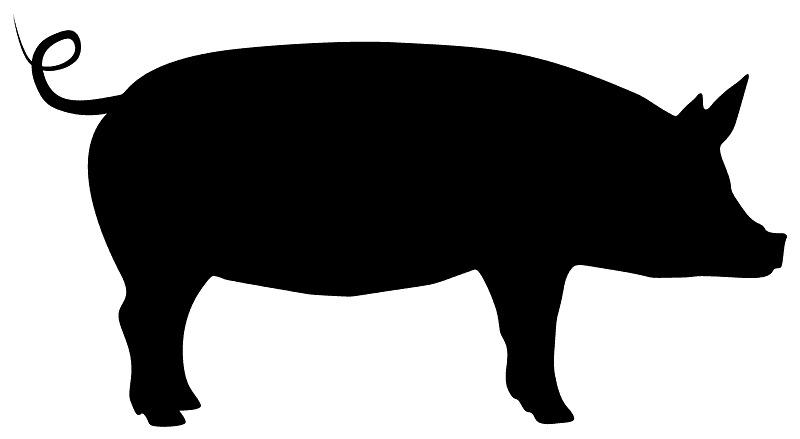 Pig