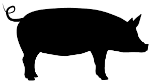 Pig