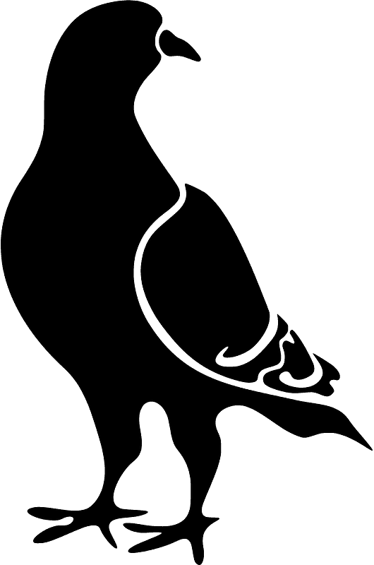 Pigeon