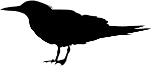Tern