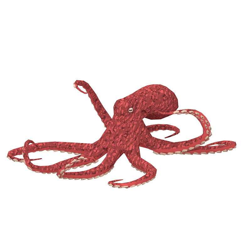 Octopus