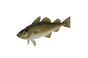 image_processing20210629-19244-z87s7m.png