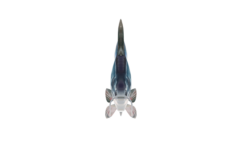 Thumb 7