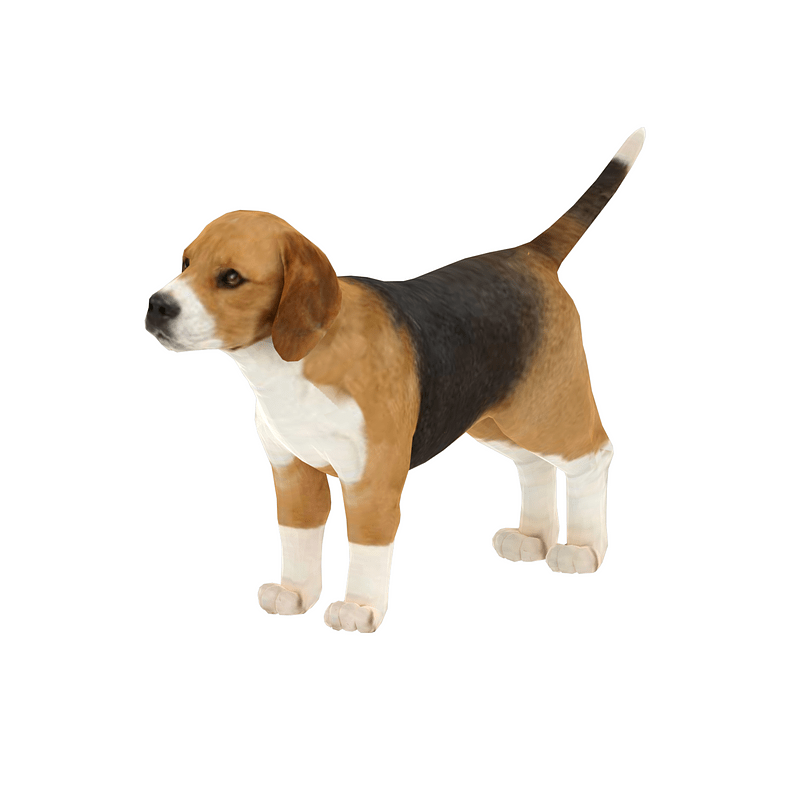 Beagle